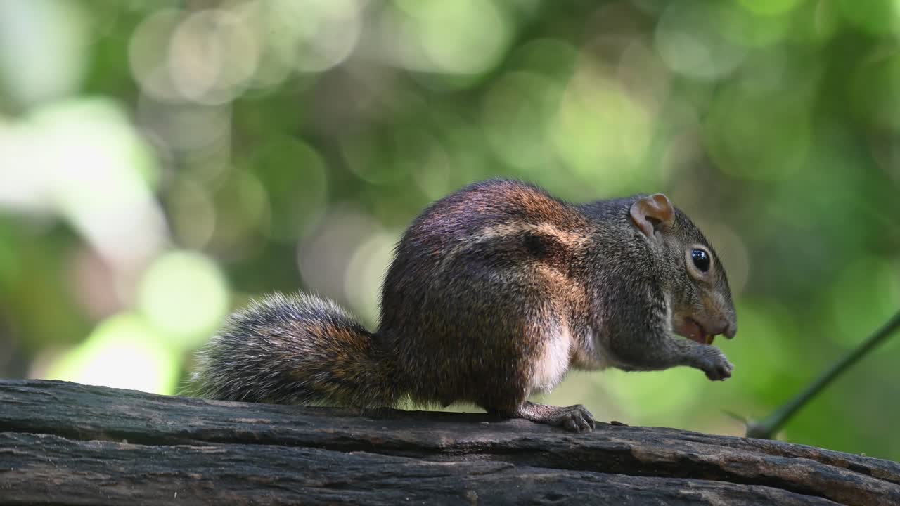 Seen looking towards the right then reaches its mouth towards the food and takes the food to its mouth with its paws, Berdmore's Ground Squirrel Menetes berdmorei, Thaialnd