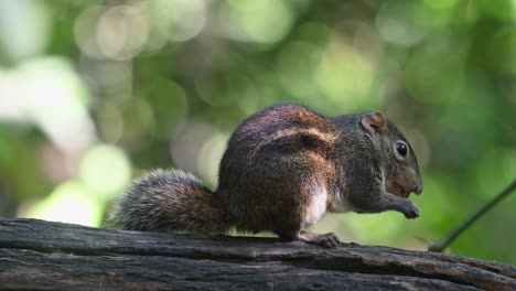 Seen looking towards the right then reaches its mouth towards the food and takes the food to its mouth with its paws, Berdmore&#039;s Ground Squirrel Menetes berdmorei, Thaialnd