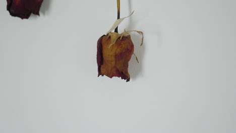 A-pair-of-dried-roses-from-a-wedding-on-dispaly