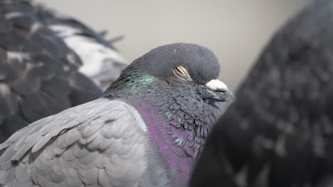 Macro-close-up-of-tired-dove-with-closed-orange-eyes-resting-outdoors-in-nature-during-sunny-day-with-family