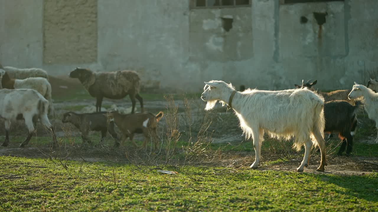 cabras y ovejas en un pasto rural