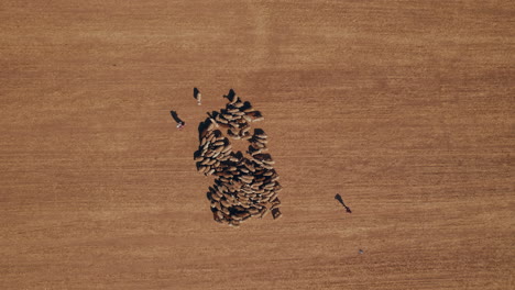 aerial view of female shepherd with sheeps in a remote desert area, near large power poles, dry land without crops, top down and raising up shot-1