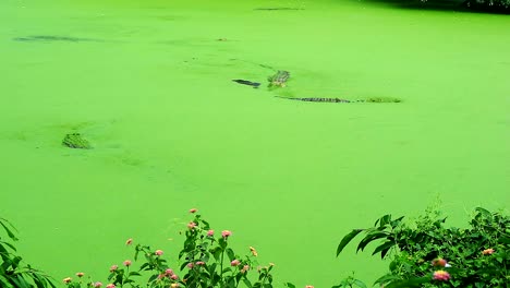 Camuflaje-De-Cocodrilos-En-Lago-Verde