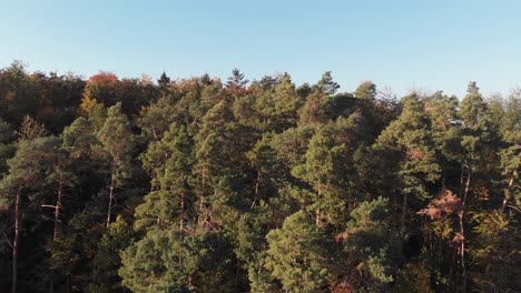 aerial view of a forest in beautiful fall colors