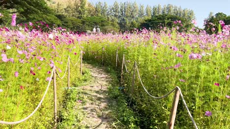 un camino a través de las vibrantes flores del cosmos en tailandia