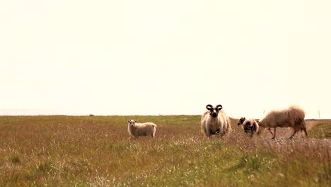 icelandic sheep eat grass on a farm field during summer