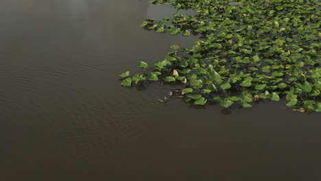 Enten-Schwimmen-Auf-Einem-See-Mit-Schwimmender-Vegetation-In-Der-Nähe-Von-Lamar,-Barton-County,-Missouri,-Vereinigte-Staaten