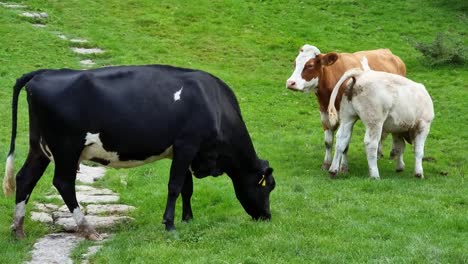 Cows-and-calf-standing-grazing-on-rural-Welsh-meadow-farmland-hillside