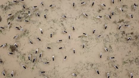 Aerial-descending-and-look-down-Asian-openbill-searching-snail-as-food.