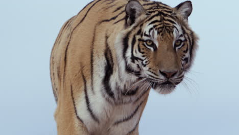 Tigre-Camina-Hacia-La-Cámara-Contra-El-Cielo-Despejado-En-El-Fondo---Plano-Medio