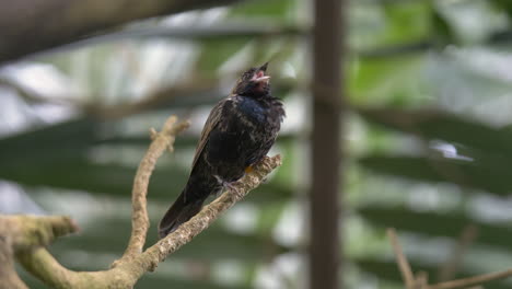 primer plano de pájaro negro volatinia jacarina posado en una rama y volando lejos - cámara lenta prores - hierba azul-negra en el bosque