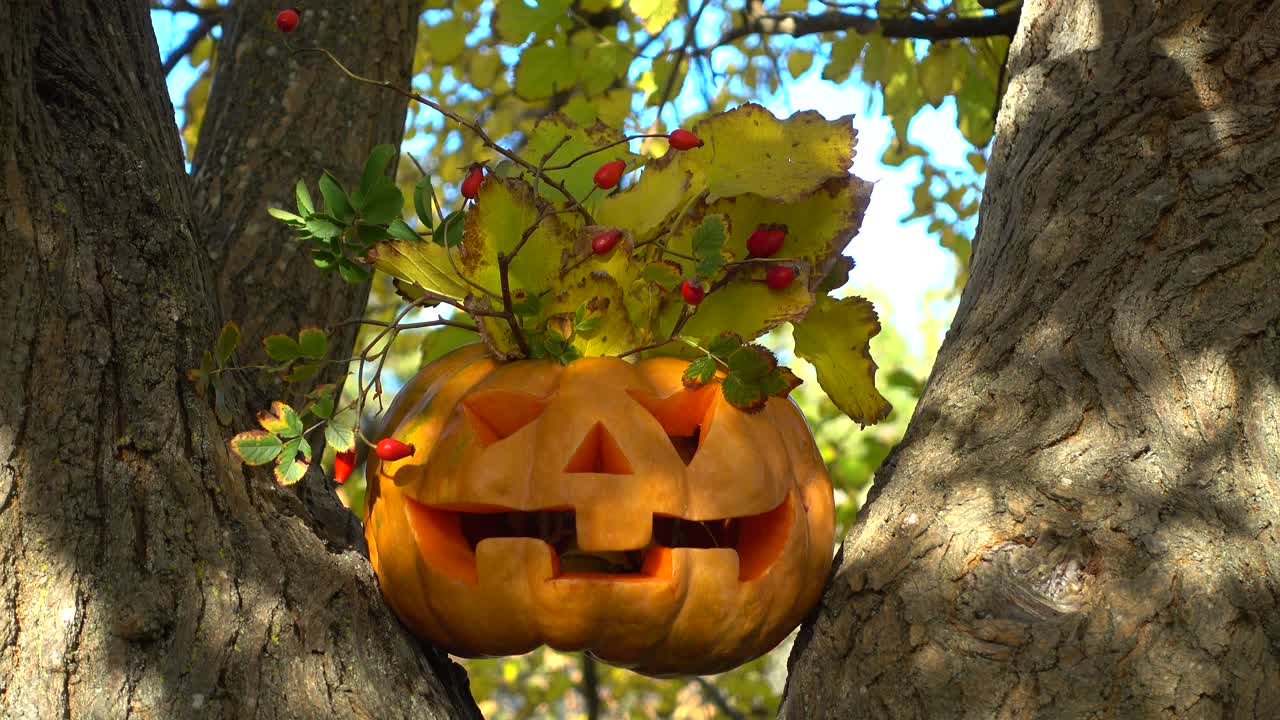 Calabaza espeluznante de Halloween. Grabación en un árbol en el bosque. Grabación en octubre.