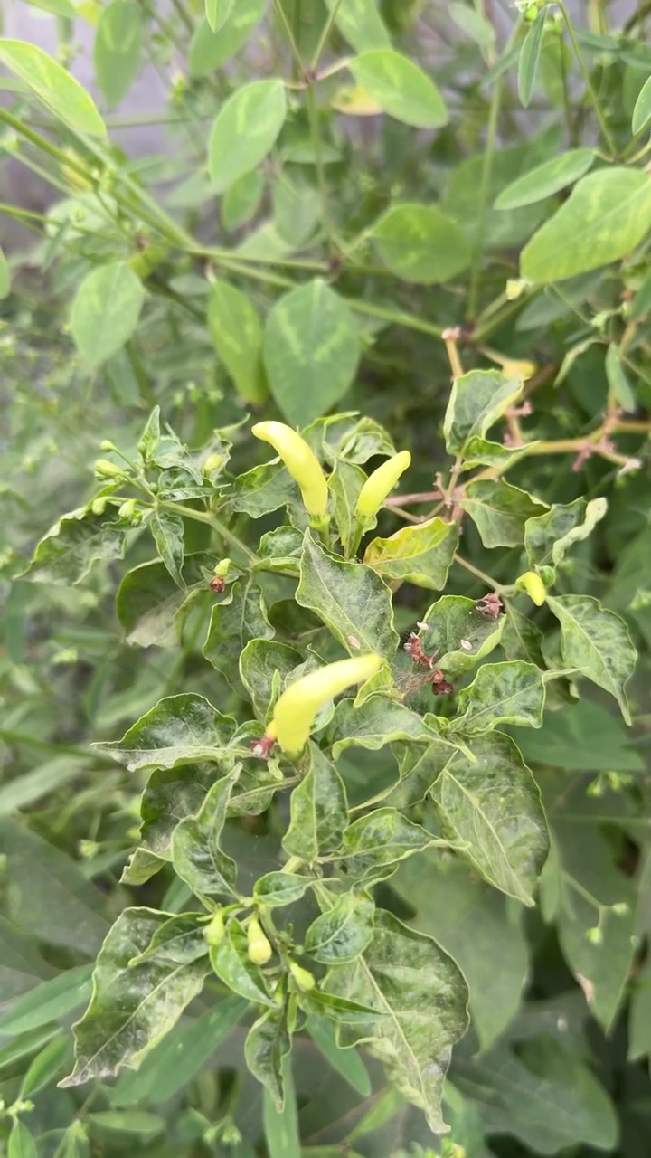 Green Chili Peppers Growing on a Plant in a Garden