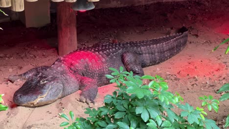 Alligator-Im-Zoo-In-Lissabon,-Portugal