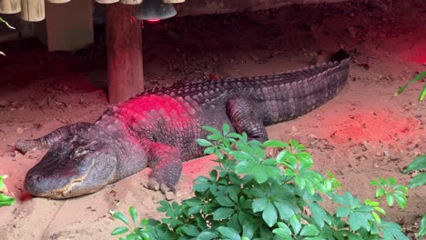 cocodrilo en el zoológico de lisboa, portugal