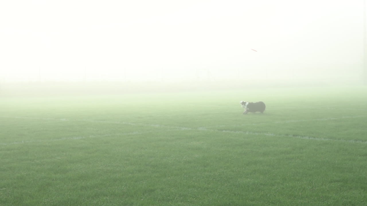 디스크 개 - 안개 낀 아침에 공원에서 보더 콜리 개 점프와 프리즈비 잡기