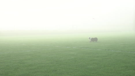 disc dog - border collie dog jump and catch frisbee at park on misty morning