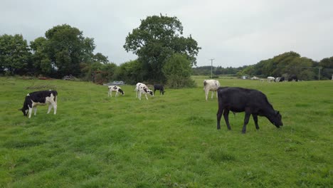 Kühe-Grasen-Auf-Der-Grünen-Wiese