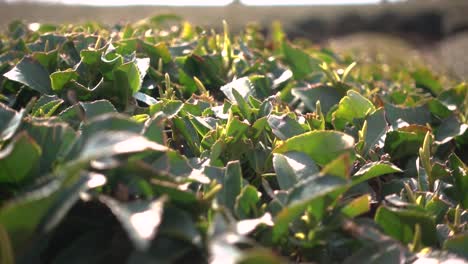 Close-up-of-green-tea-leaves-at-farm-in-Shizuoka,-Japan
