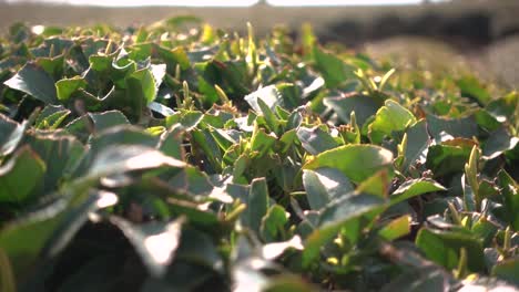 close up of green tea leaves at farm in shizuoka, japan