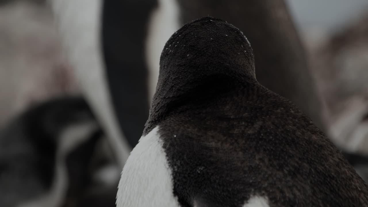 ⁇ 은 주위를 둘러보고 그의 아름다운 검은  ⁇ 털을 돌봅니다.