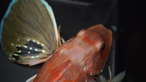 slowmo - red gurnard new zealand fish freshly caught