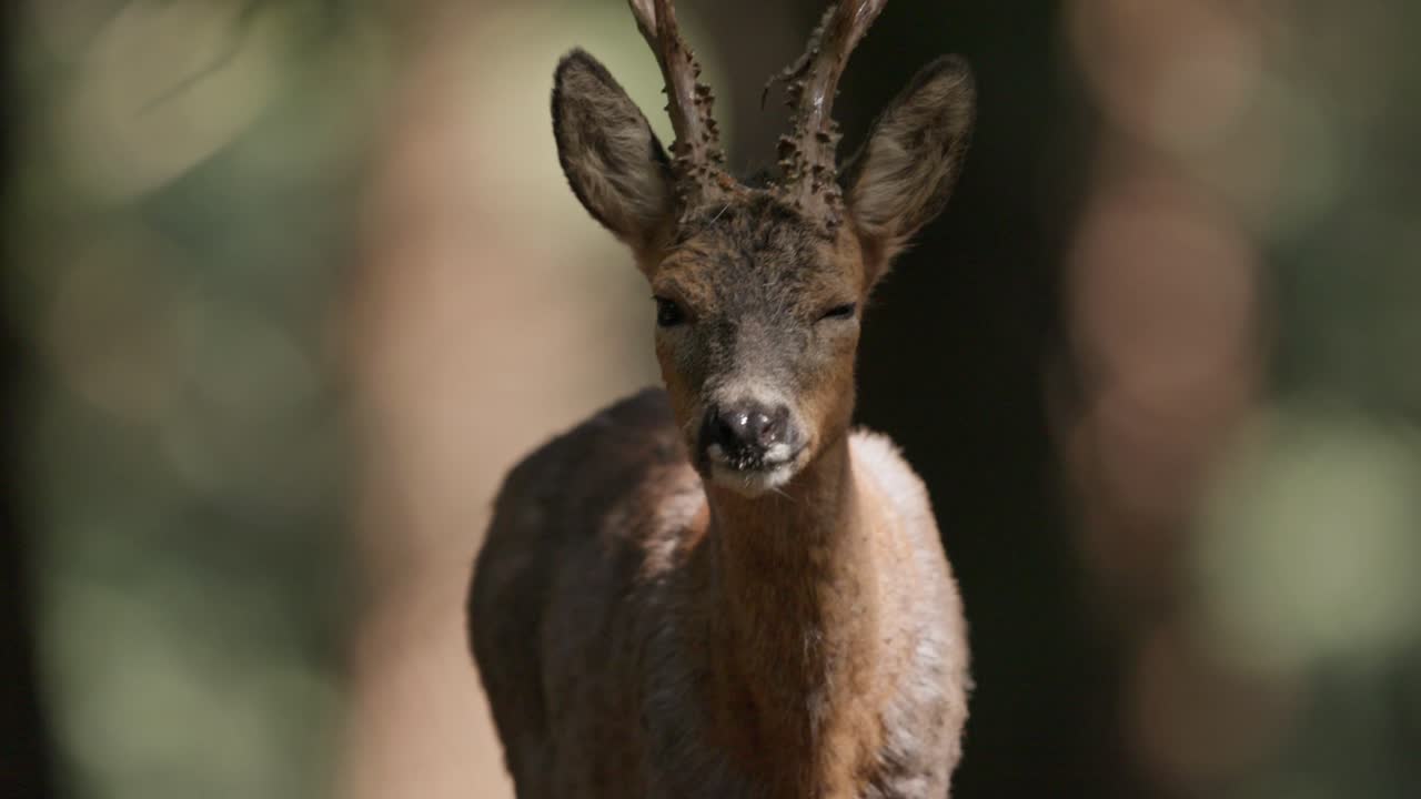 Frontal telephoto view of Roe Deer (Capreolus capreolus) walking in Dutch forest