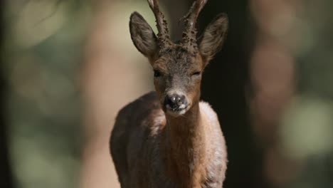 frontal telephoto view of roe deer (capreolus capreolus) walking in dutch forest