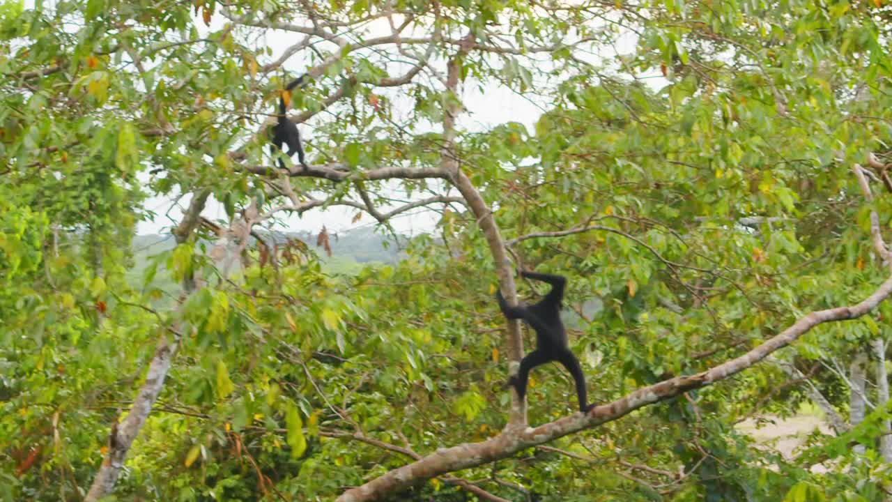 In Peru’s Amazon, a small group of black spider monkeys moves swiftly through the treetops.