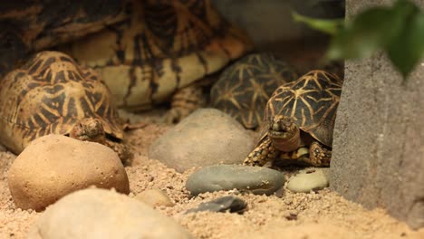 tortoises interacting in a sandy enclosure