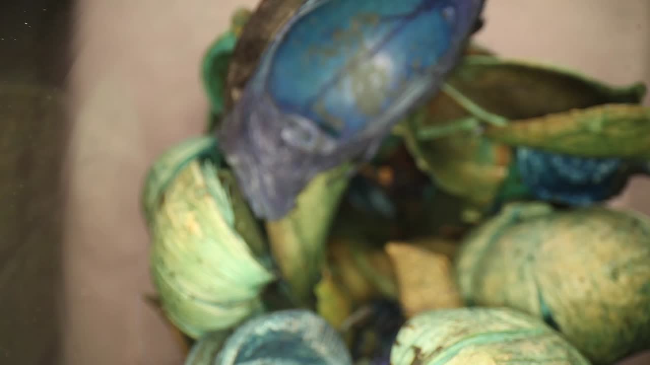 밖에서 시작하여 다채로운 포푸리 조각이 담긴 깊은 꽃병으로 이동