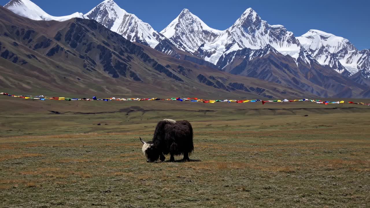 A wide-angle video captures a yak roaming in a vast, grassy plain with snow-capped mountains