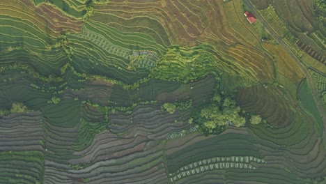 overhead drone shot of beautiful pattern of rice field