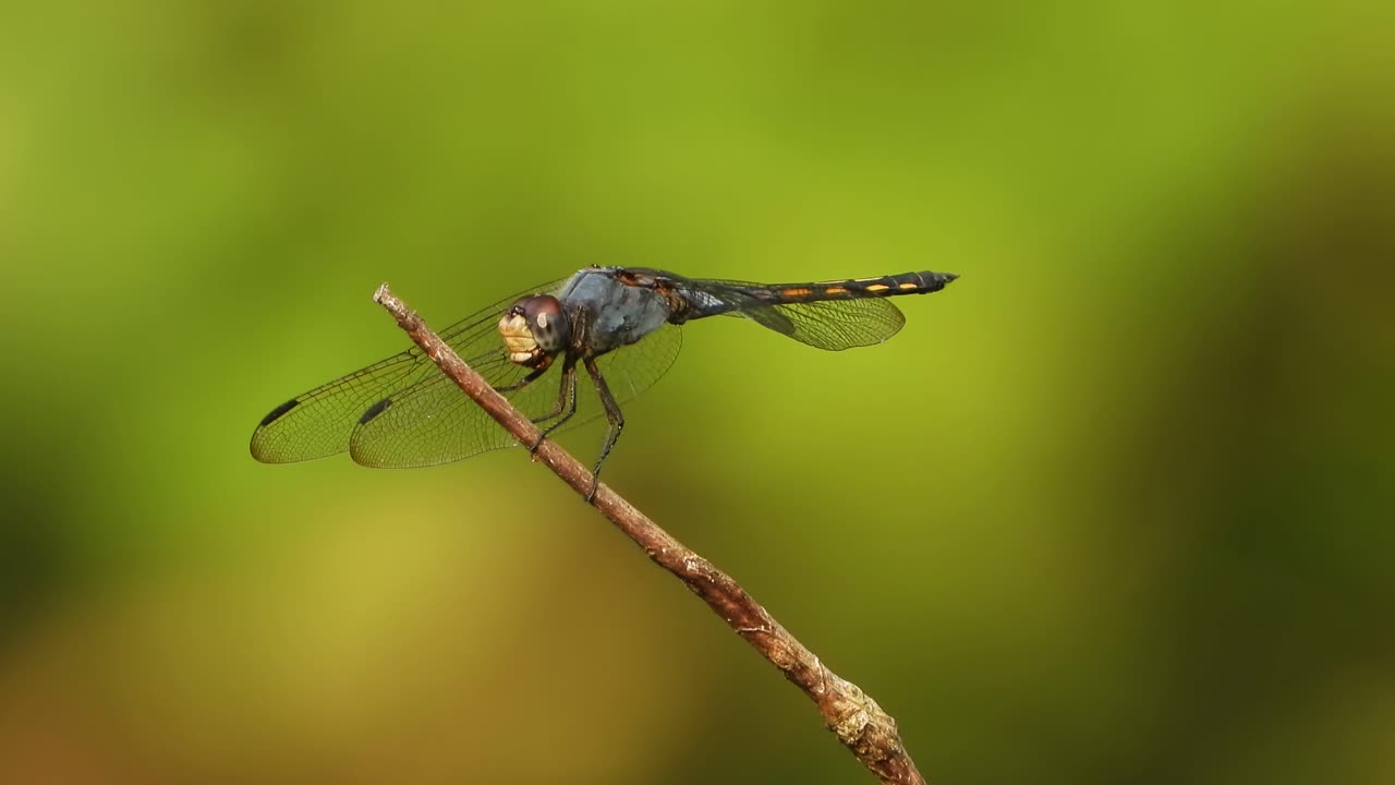 libélula comiendo un pequeño insecto