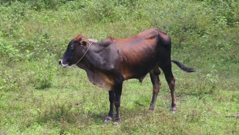 brown cow in a field