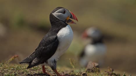 low angle shot of puffin walking on skomer island in wales, uk birds and wildlife bird behavior of atlantic puffin bird walking