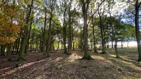 Woodland-forest-scene-with-autumn-foliage,-tree-trunks,-leaves-on-the-ground-and-sunlight-shining-through-the-woodland,-forest