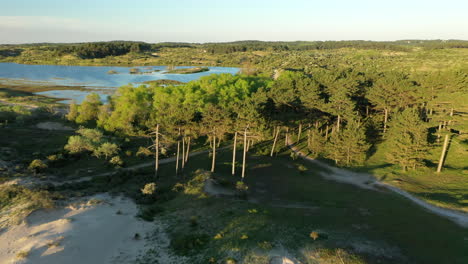 Antena-De-Hermosos-árboles-Y-Puesta-De-Sol-En-El-Parque-Nacional-Kennemerland,-Holanda