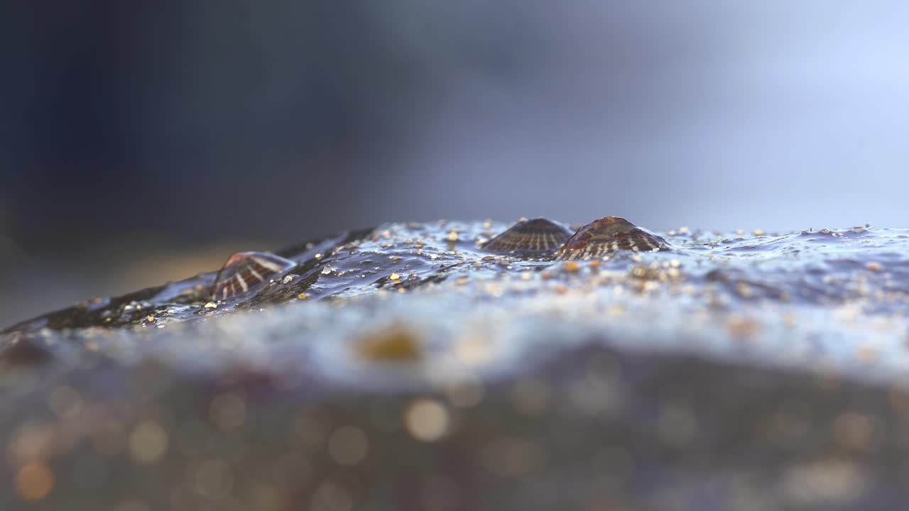 hermoso tiro macro de percebes en una roca en la playa