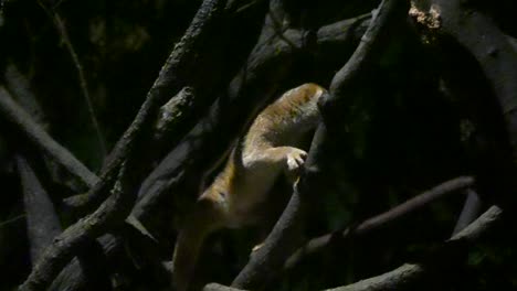 primer plano de un loris lento sunda en las ramas de los árboles en singapur