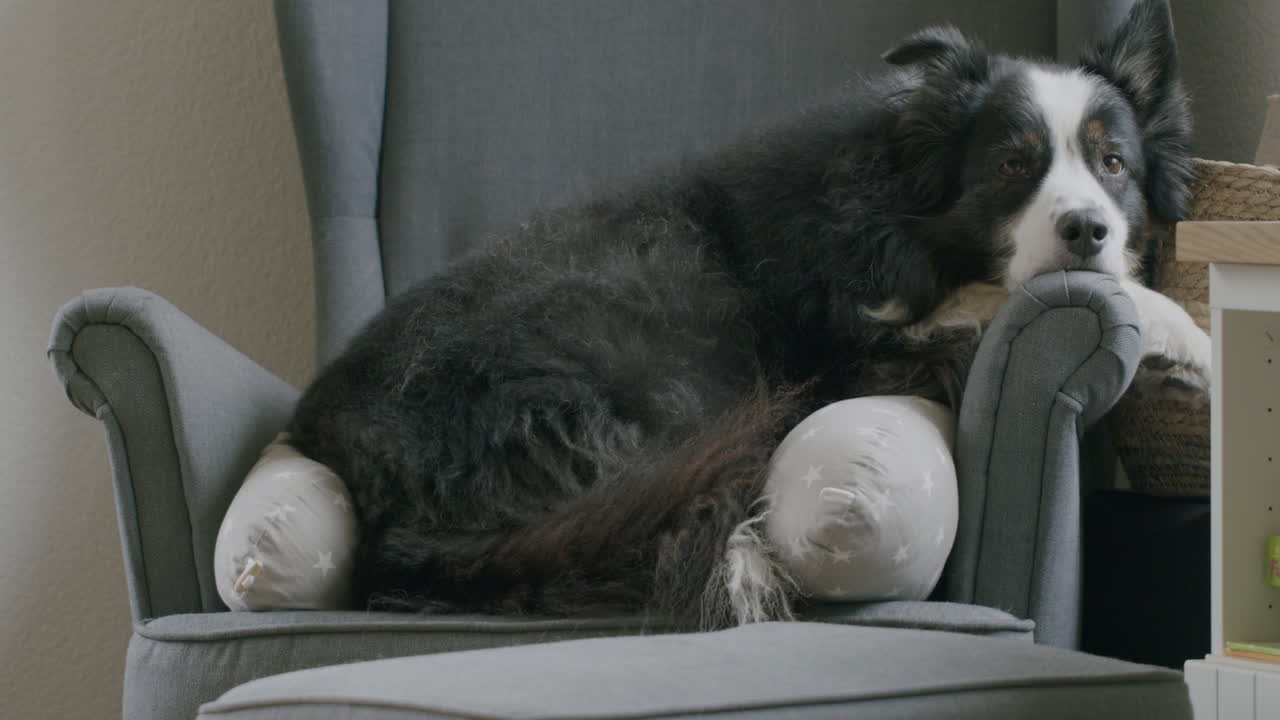 tomada amplia de un perro en reposo