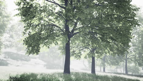 misty forest scene with lush green trees