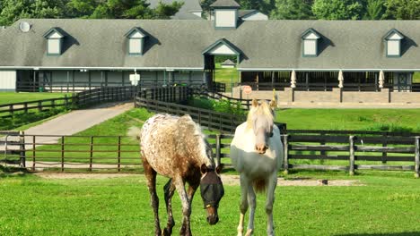 Dos-Caballos-Se-Encuentran-En-Un-Exuberante-Pasto-De-Kentucky,-Con-Un-Establo-Detrás