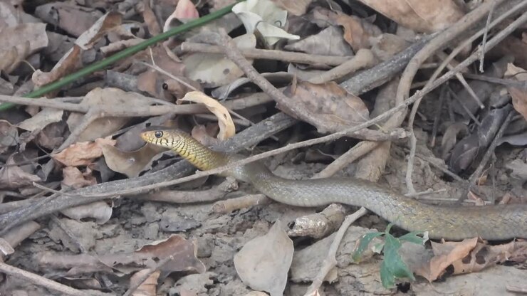 Rat snake finding for pray .