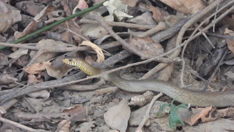 rat snake finding for pray  .