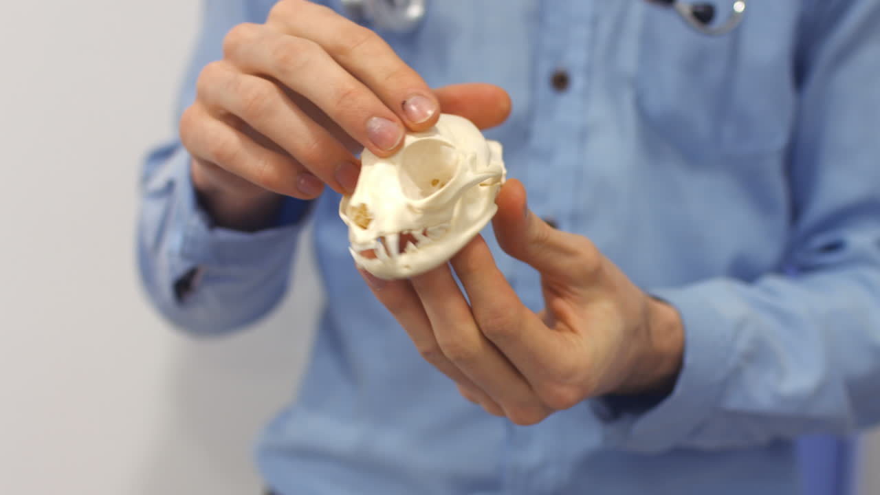 el veterinario está examinando el esqueleto de una mascota