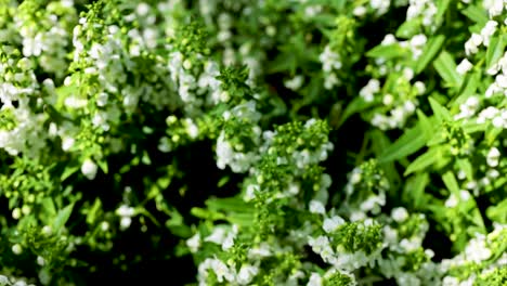 white flowers and lush green leaves