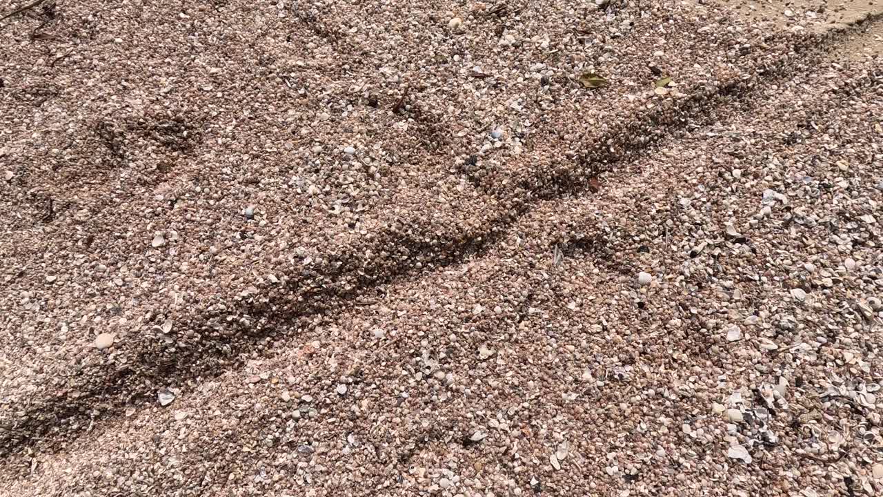 A small hermit crab moves across a sunlit sandy beach scattered with seashells and dried leaves, captured in a smooth, handheld tracking shot