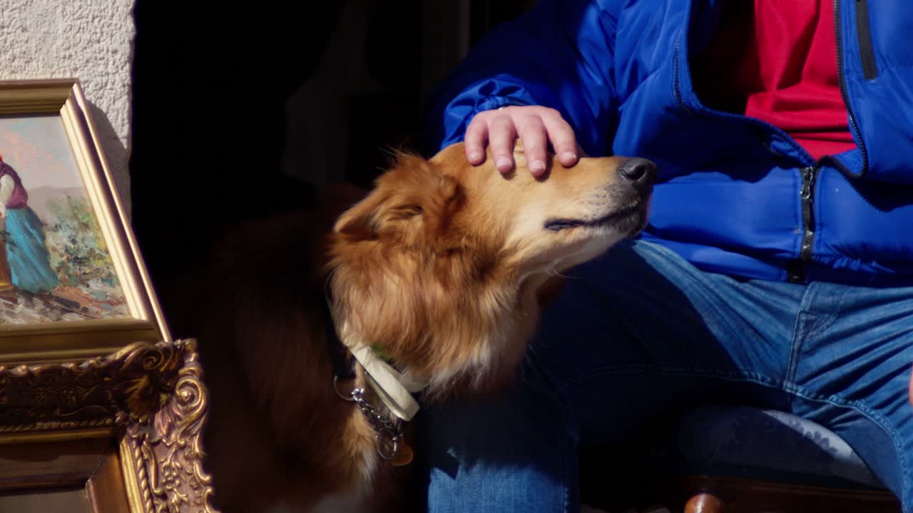 Una mano accarezza dolcemente un cane golden rilassato