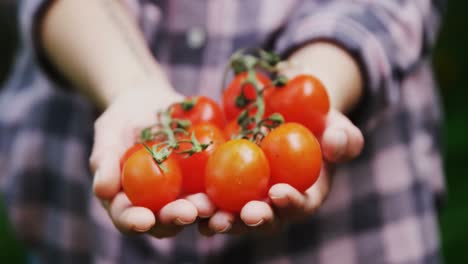 Frau-Hält-Tomaten-Im-Garten-4k